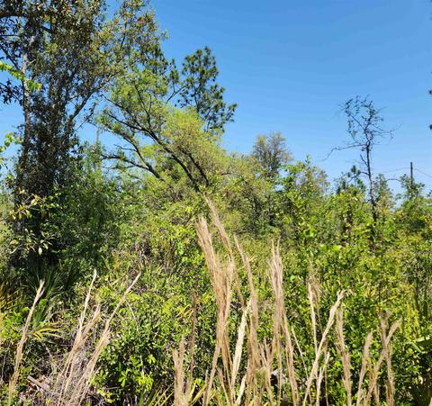 Nnn NW Green Acres Trail, Altha, FL 32421