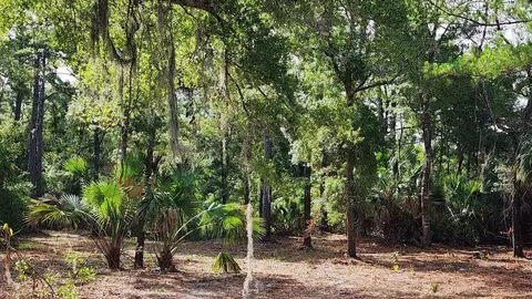 Tbd Spring Warrior Road, Perry, FL 32348 photo 15