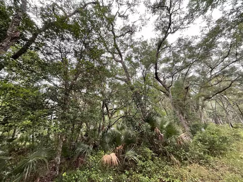 11042 Forest St, Perry, FL 32347 photo 31