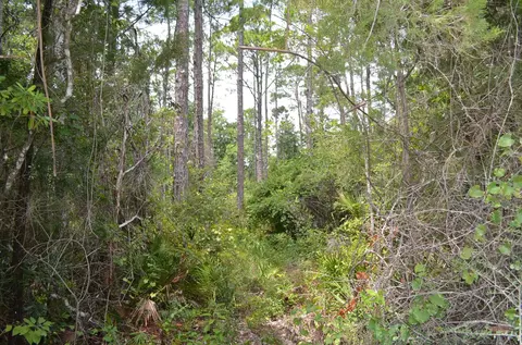 tbd Jody Morgan Rd, Keaton Beach, FL 32348 photo 8