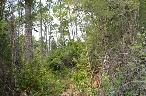 tbd Jody Morgan Rd, Keaton Beach, FL 32348 photo 17