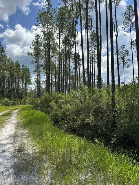 Tract 79 Circle Block Loop, Perry, FL 32348 photo 11
