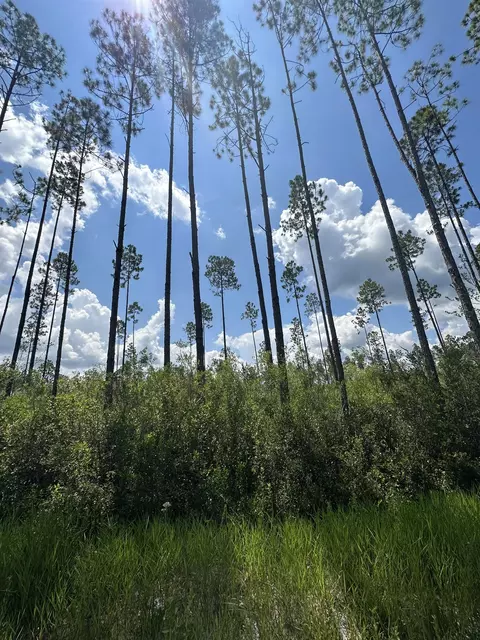 Tract 79 Circle Block Loop, Perry, FL 32348 photo 14