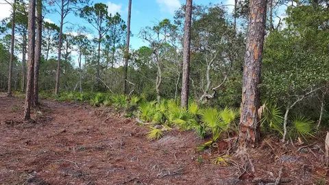 tbd Yates Creek Rd #2, Keaton Beach, FL 32348 photo 4