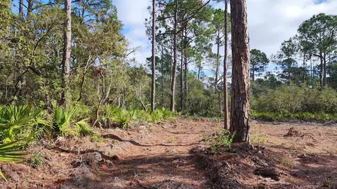 tbd Yates Creek Rd #2, Keaton Beach, FL 32348 photo 2