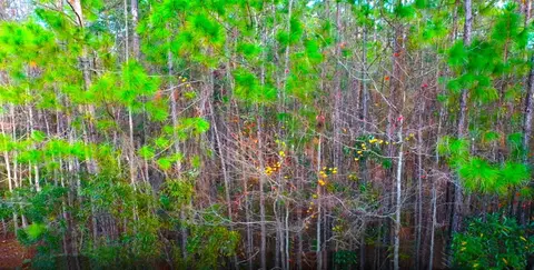 lot1 16 Eighth St, Panacea, FL 32346 photo 9