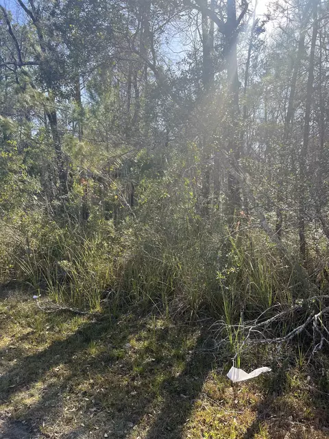 Nn Burnt Pine Loop, Saint Marks, FL 32355 photo 6