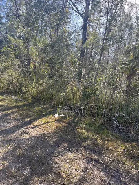 Nn Burnt Pine Loop, Saint Marks, FL 32355 photo 5