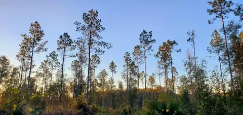 4236 Wash Davis Rd, Perry, FL 32347 photo 4
