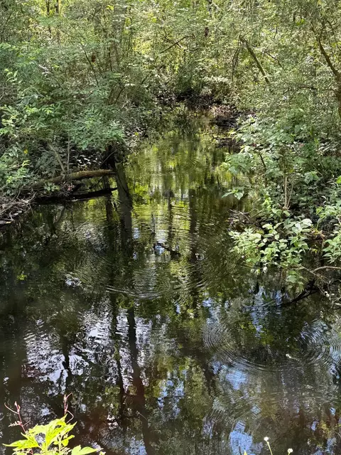 Fallow Road, Lamont, FL 32336 photo 6