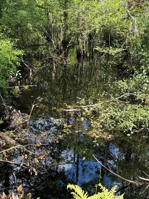 Fallow Road, Lamont, FL 32336 photo 10