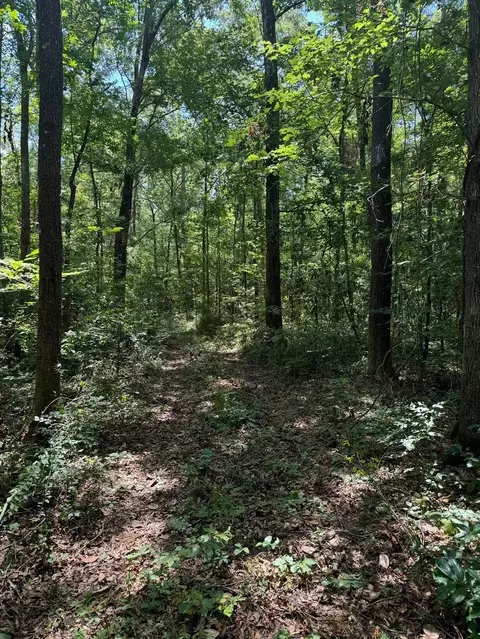 Fallow Road, Lamont, FL 32336 photo 4