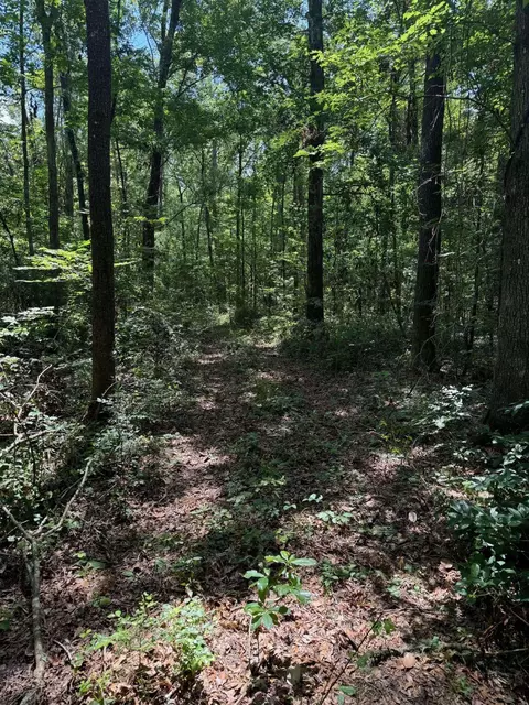 Fallow Road, Lamont, FL 32336 photo 3