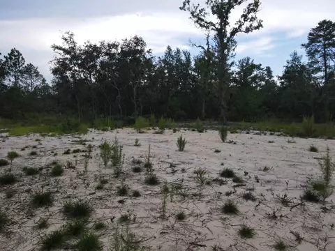 3386 Fish Creek Rd, Perry, FL 32348 photo 39