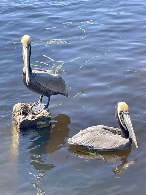 View/Area - 30 City Park, Saint Marks, FL 32355 photo 8 of 8