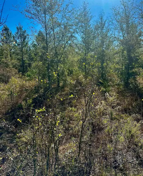 Vacant NE River Trace Trail, Lee, FL 32059 photo 2