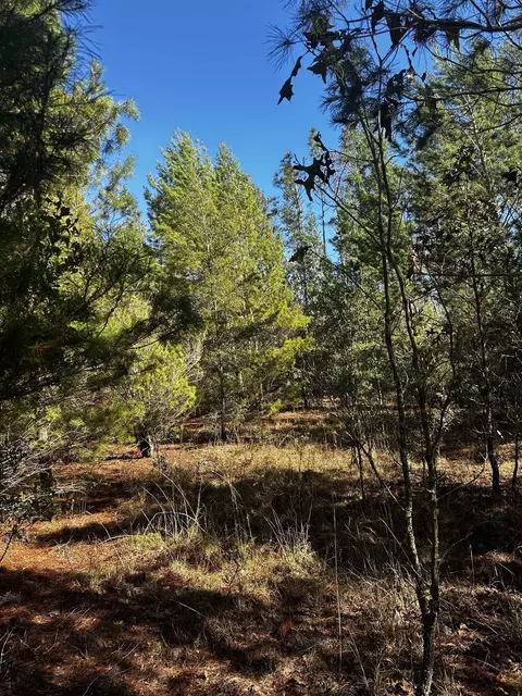 Vacant NE River Trace Trail, Lee, FL 32059 photo 5
