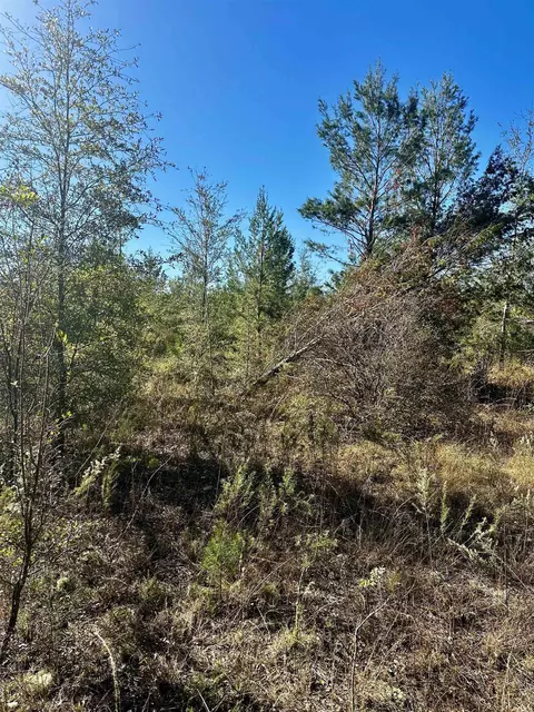 Vacant NE River Trace Trail, Lee, FL 32059 photo 3