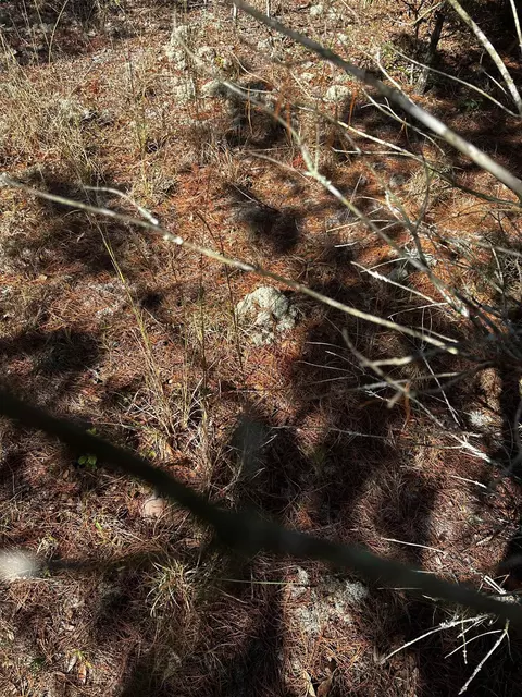 Vacant NE River Trace Trail, Lee, FL 32059 photo 6