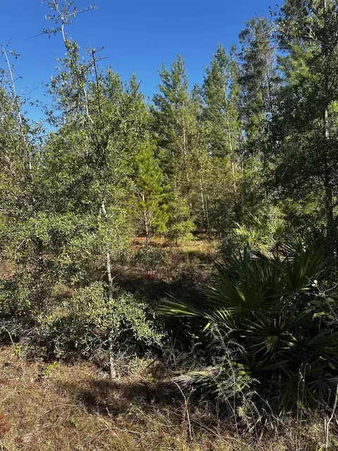 Vacant NE River Trace Trail, Lee, FL 32059 photo 7