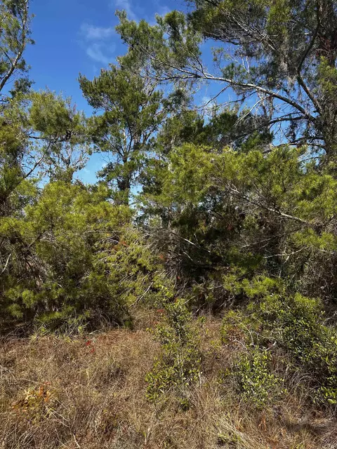 tbd Black Oak Rd, Perry, FL 32348