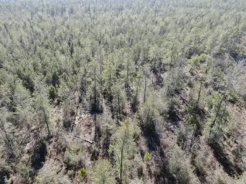 Vacant SE Olustee Drive, Lee, FL 32059 photo 22