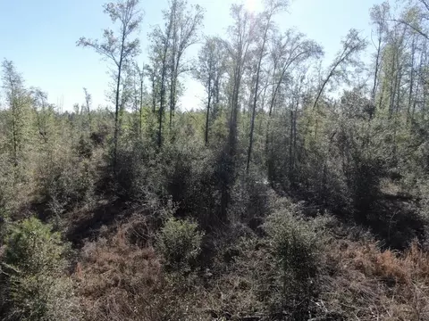 Vacant SE Olustee Drive, Lee, FL 32059 photo 24