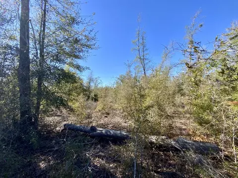 Vacant SE Olustee Drive, Lee, FL 32059 photo 6