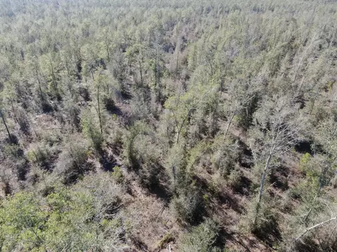 Vacant SE Olustee Drive, Lee, FL 32059 photo 25