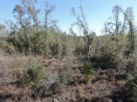 Vacant SE Olustee Drive, Lee, FL 32059 photo 16
