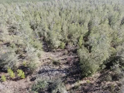 Vacant SE Olustee Drive, Lee, FL 32059 photo 14
