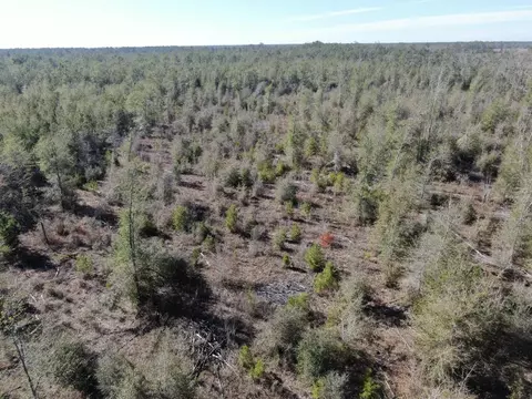 Vacant SE Olustee Drive, Lee, FL 32059 photo 28