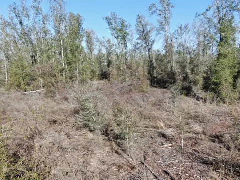 Vacant SE Olustee Drive, Lee, FL 32059 photo 19