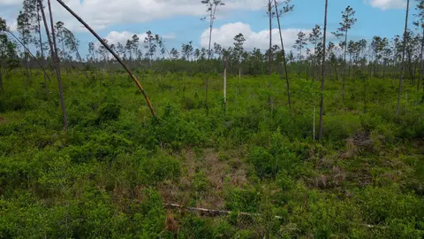 lot50 Circle Block Loop Loop, Perry, FL 32348 photo 10
