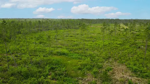 lot50 Circle Block Loop Loop, Perry, FL 32348 photo 17