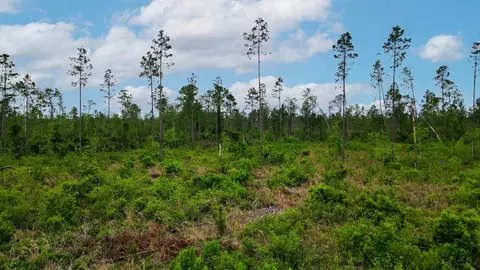 lot50 Circle Block Loop Loop, Perry, FL 32348 photo 7