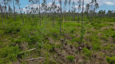 lot50 Circle Block Loop Loop, Perry, FL 32348 photo 11