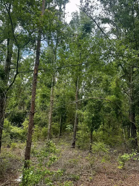 000 NE Jacaranda Ter, Lee, FL 32059 photo 18