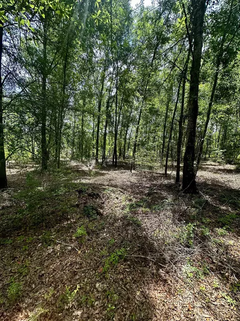 000 NE Jacaranda Ter, Lee, FL 32059 photo 9