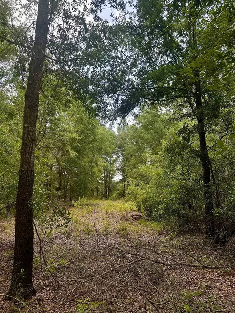 000 NE Jacaranda Ter, Lee, FL 32059 photo 24