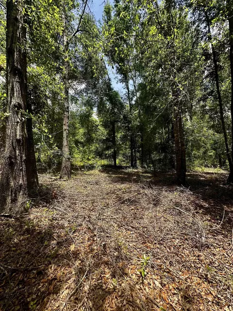 000 NE Jacaranda Ter, Lee, FL 32059 photo 5