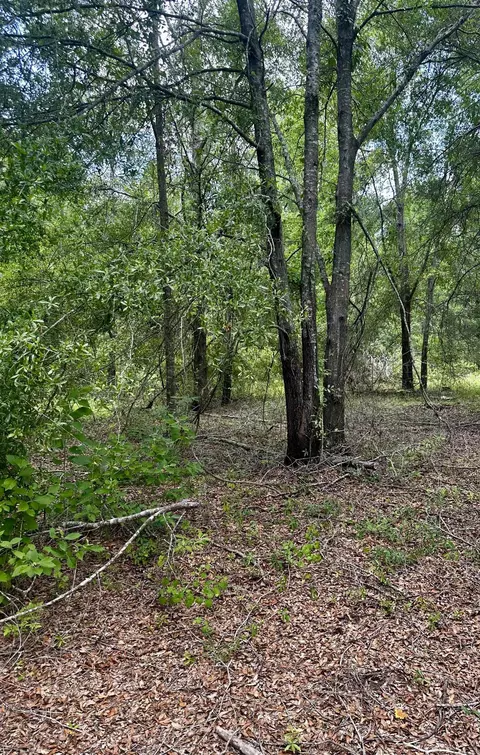 000 NE Jacaranda Ter, Lee, FL 32059 photo 17