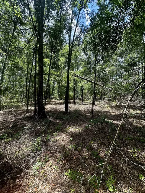 000 NE Jacaranda Ter, Lee, FL 32059 photo 8