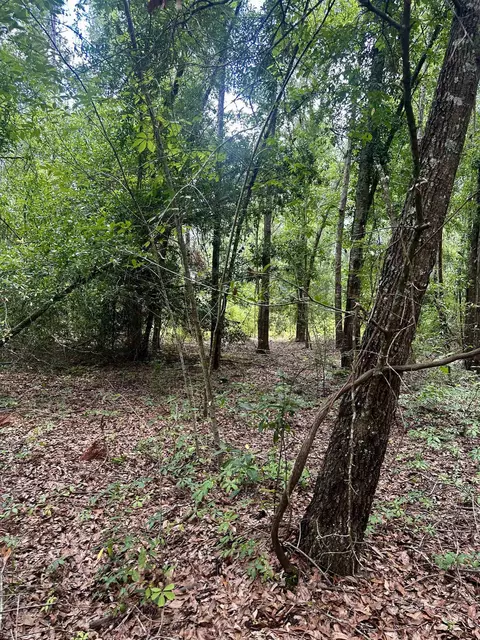 000 NE Jacaranda Ter, Lee, FL 32059 photo 22