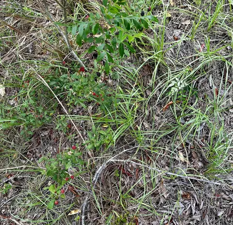 000 NE Jacaranda Ter, Lee, FL 32059 photo 29