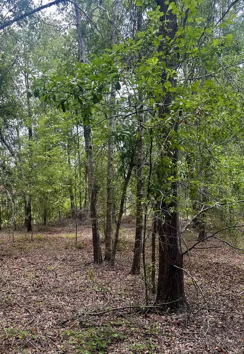 000 NE Jacaranda Ter, Lee, FL 32059 photo 23