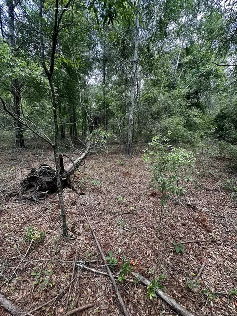 000 NE Jacaranda Ter, Lee, FL 32059 photo 15