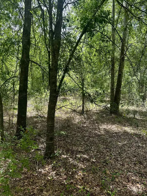 000 NE Jacaranda Ter, Lee, FL 32059 photo 12