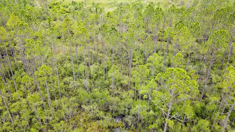 Tract 82 Circle Block Loop, Perry, FL 32348 photo 16