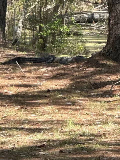 S Quitman N Us 221, Greenville, FL 32331